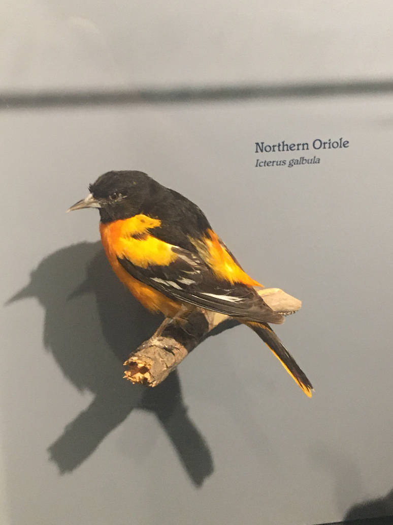 Milwaukee Public Museum - Rainforest - Northern Oriole