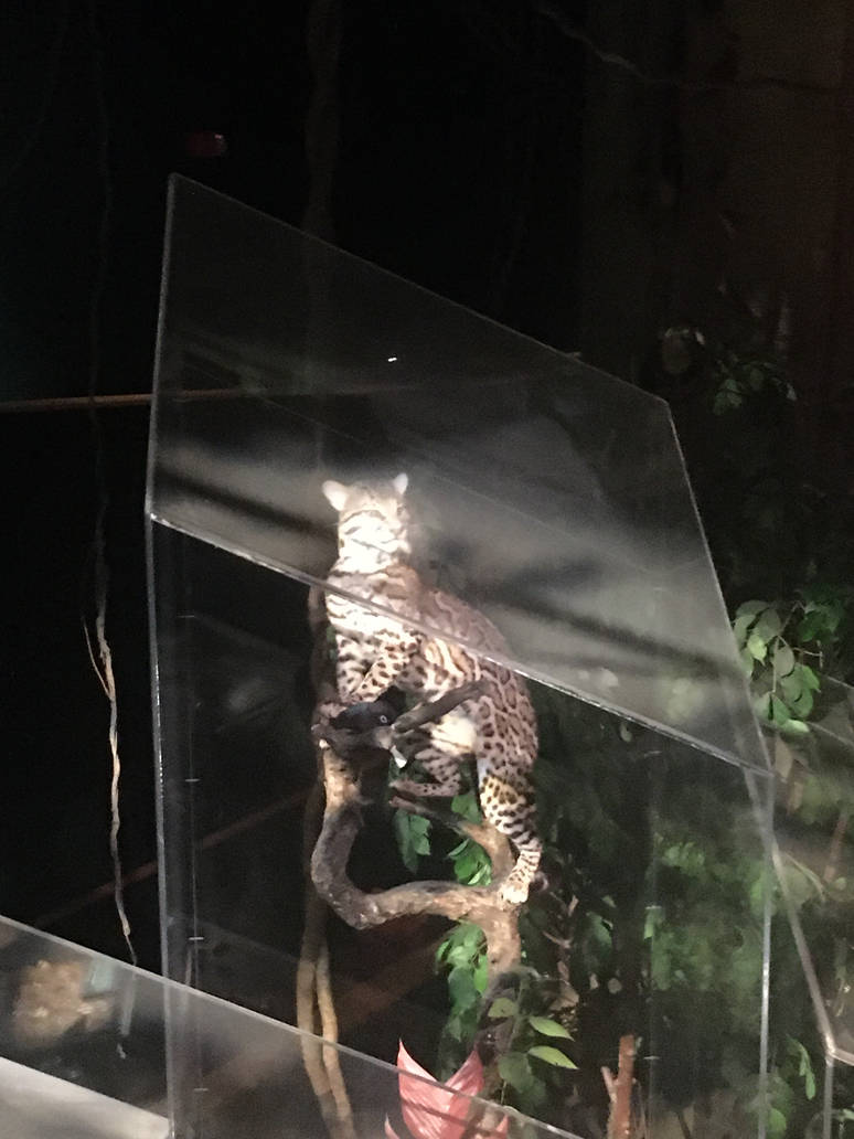 Milwaukee Public Museum - Rainforest - Ocelot
