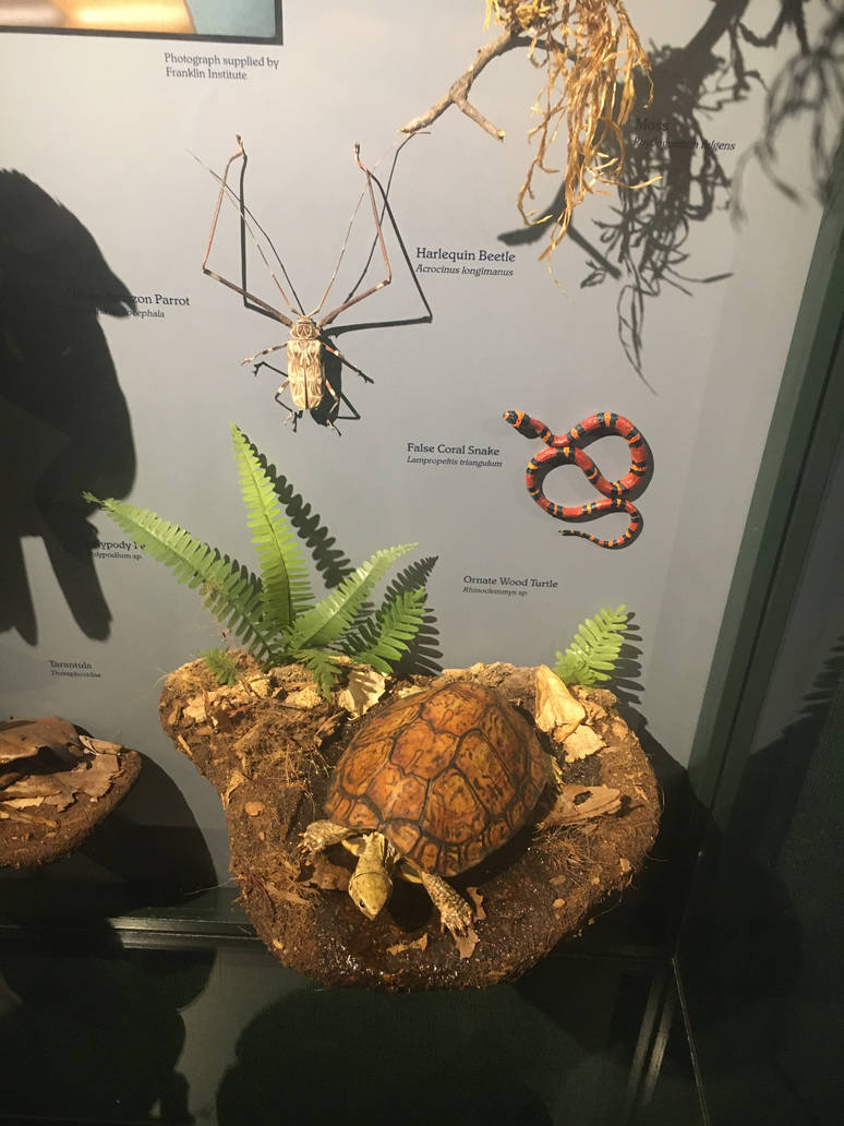 Milwaukee Public Museum - Rainforest - Ornate Box Turtle, Harlequin Beetle, and False Coral Snake