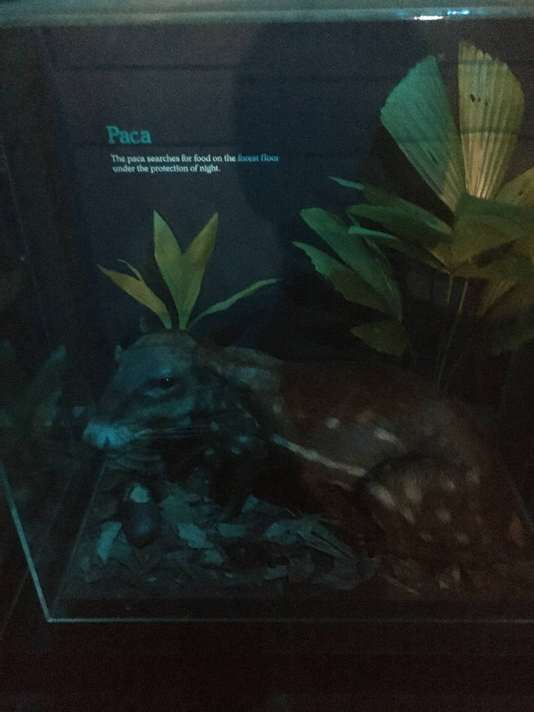 Milwaukee Public Museum - Rainforest - Paca