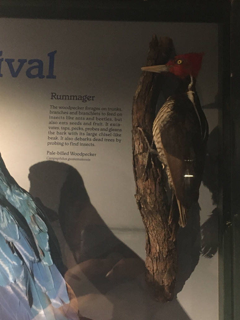 Milwaukee Public Museum - Rainforest - Pale-Billed Woodpecker