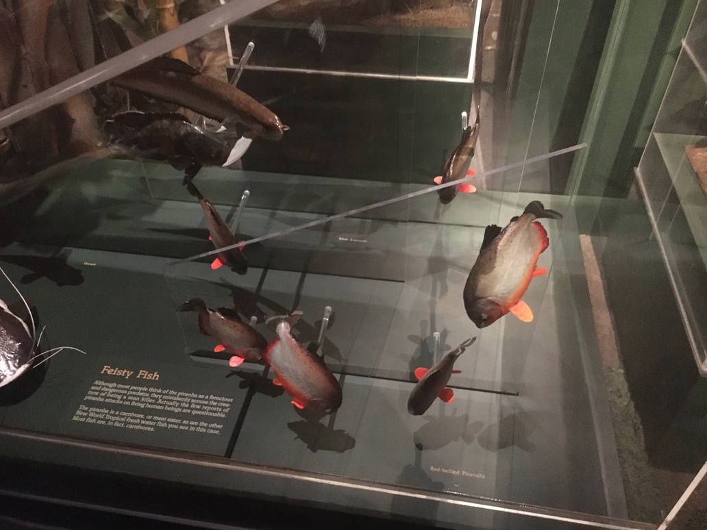 Milwaukee Public Museum - Rainforest - Piranhas