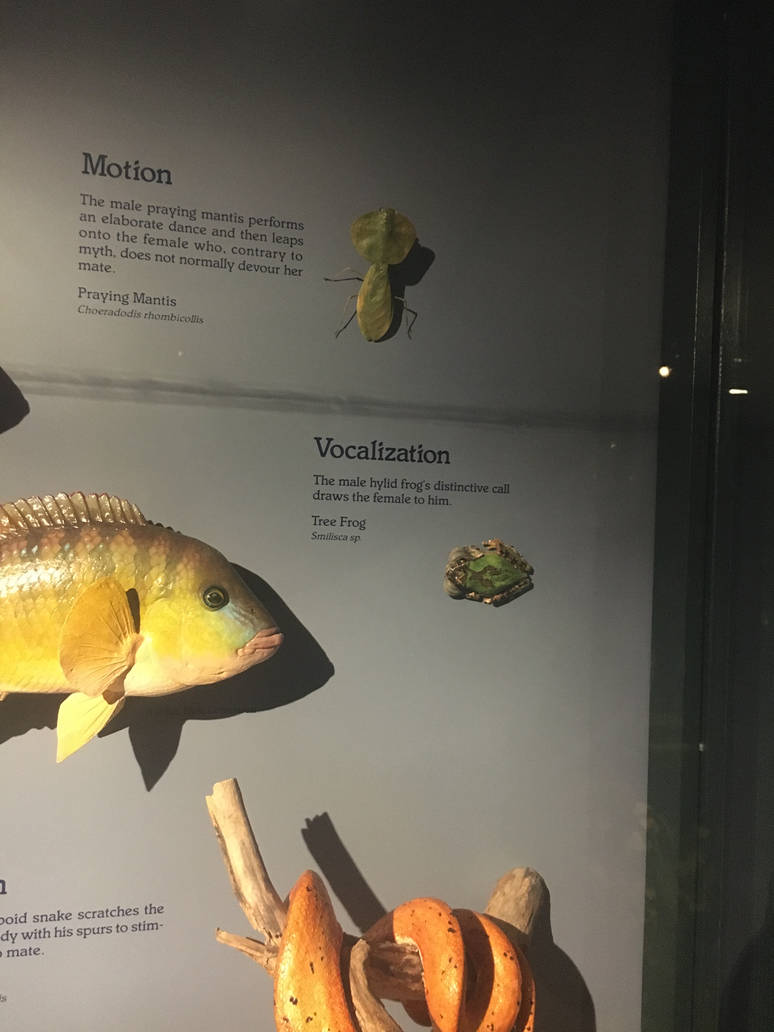 Milwaukee Public Museum - Rainforest - Preying Mantis and Tree Frog