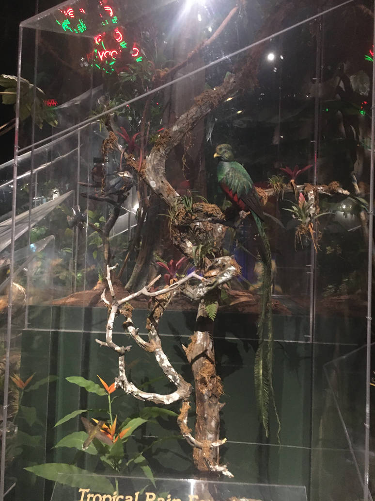 Milwaukee Public Museum - Rainforest - Quetzal