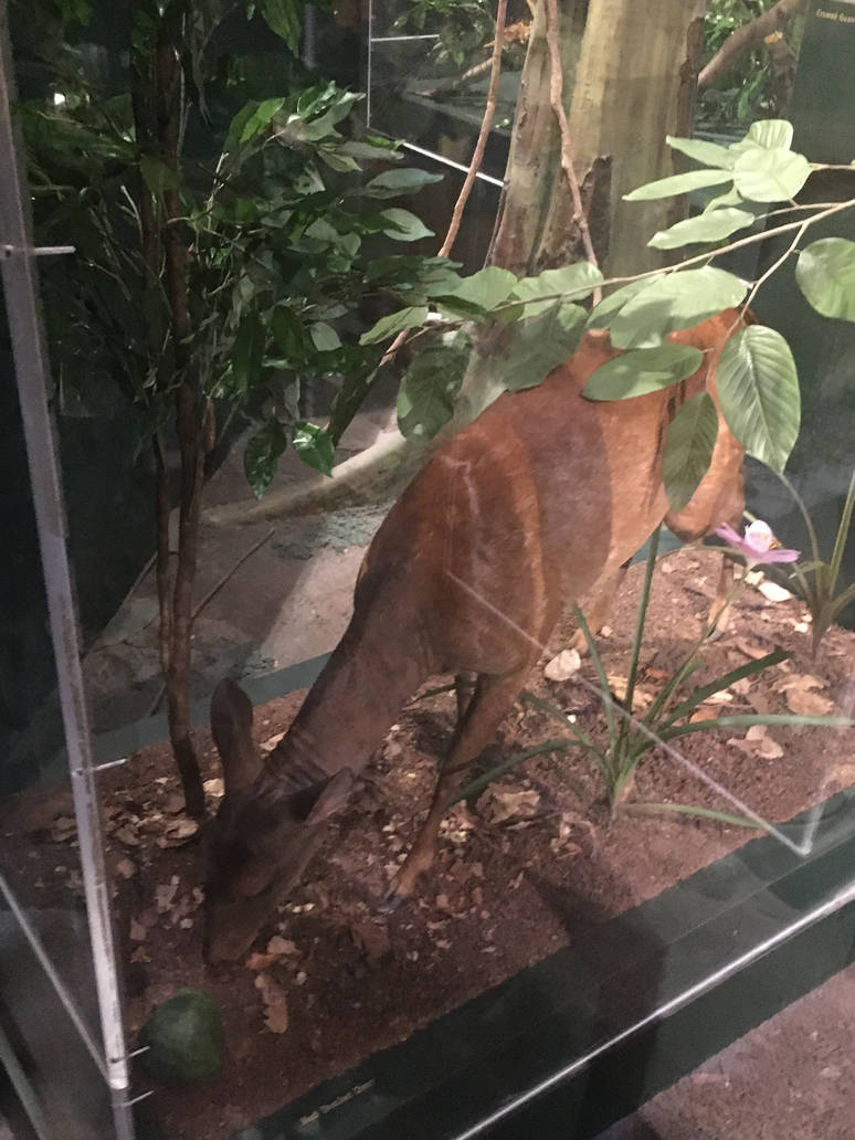 Milwaukee Public Museum - Rainforest - Red Brocket