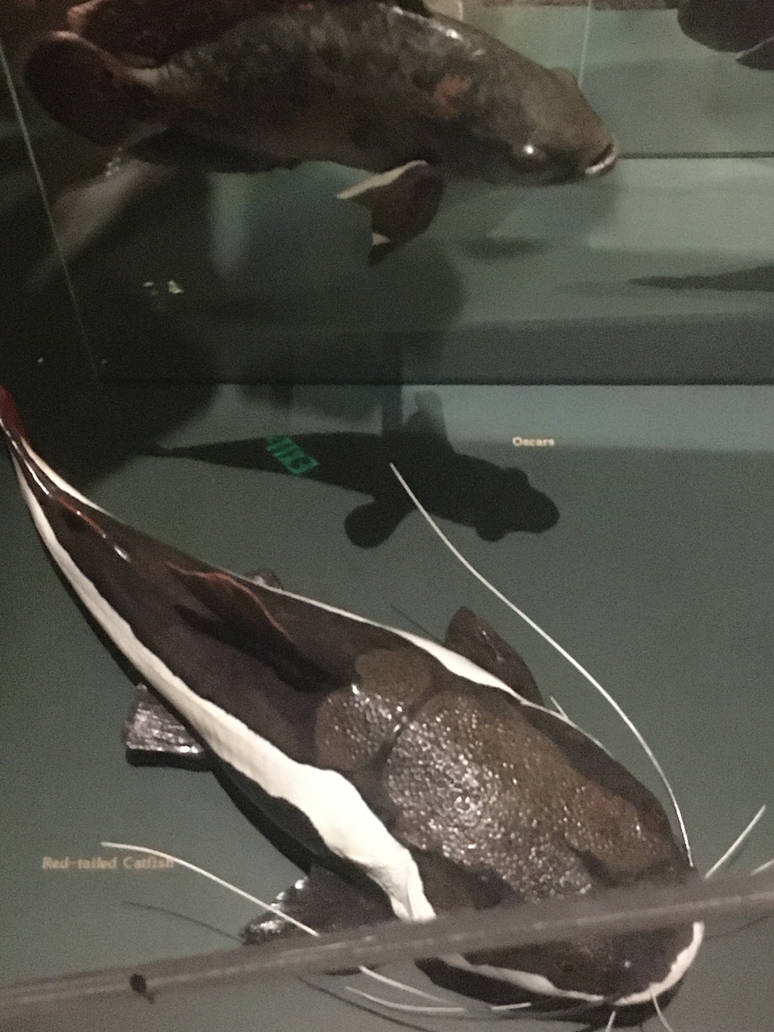 Milwaukee Public Museum - Rainforest - Red-Tailed Catfish and Oscar