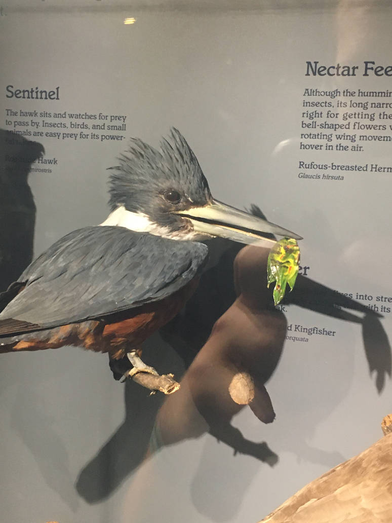 Milwaukee Public Museum - Rainforest - Ringed Kingfisher