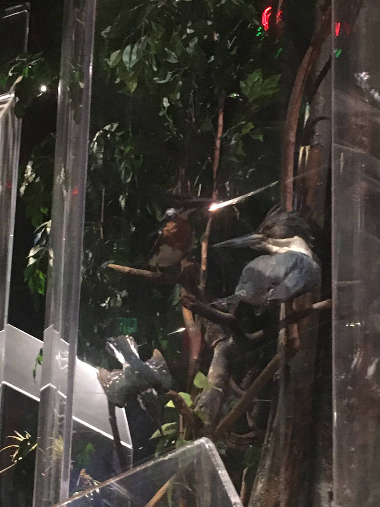 Milwaukee Public Museum - Rainforest - Ringed Kingfishers