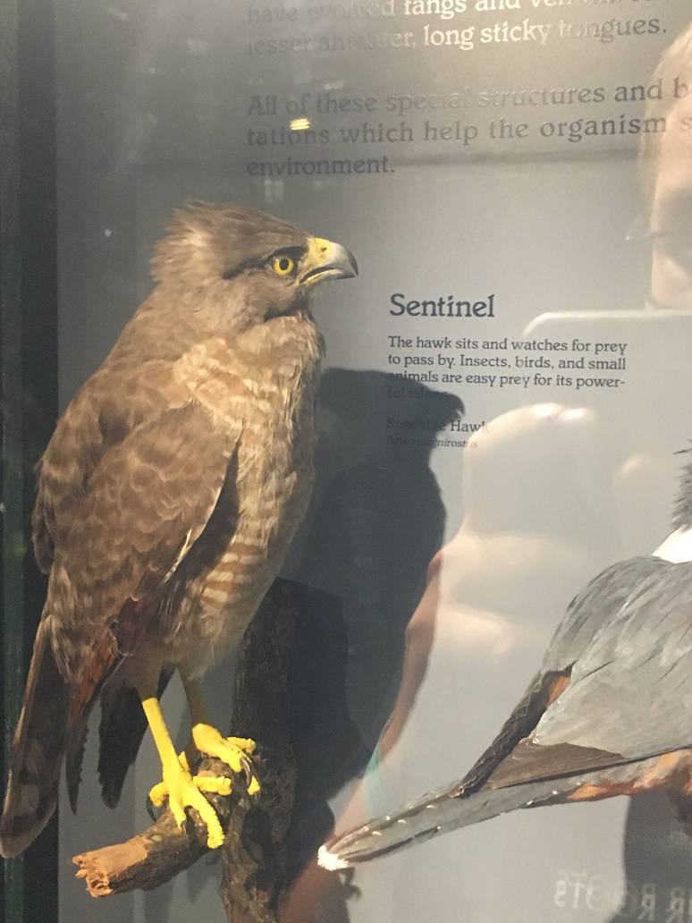 Milwaukee Public Museum - Rainforest - Roadside Hawk