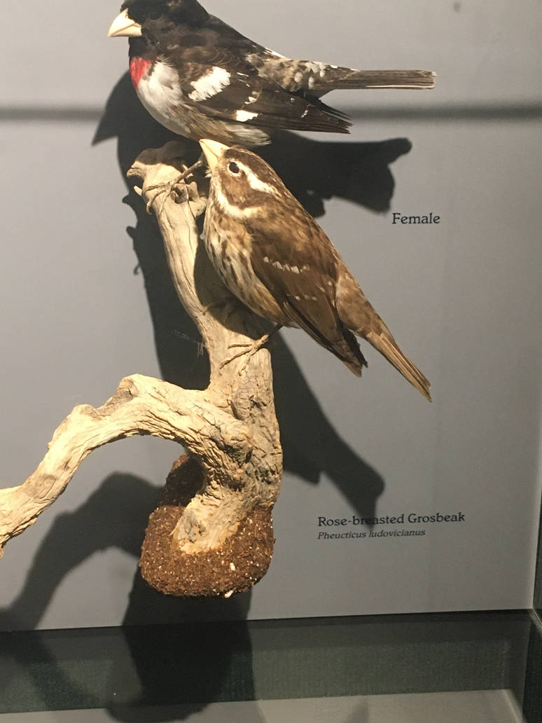 Milwaukee Public Museum - Rainforest - Rose-Breasted Grosbeak