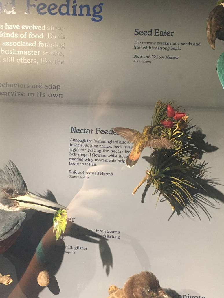 Milwaukee Public Museum - Rainforest - Rufous-Breasted Hermit