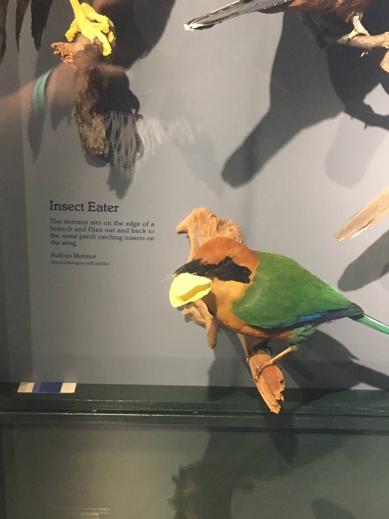 Milwaukee Public Museum - Rainforest - Rufous Motmot