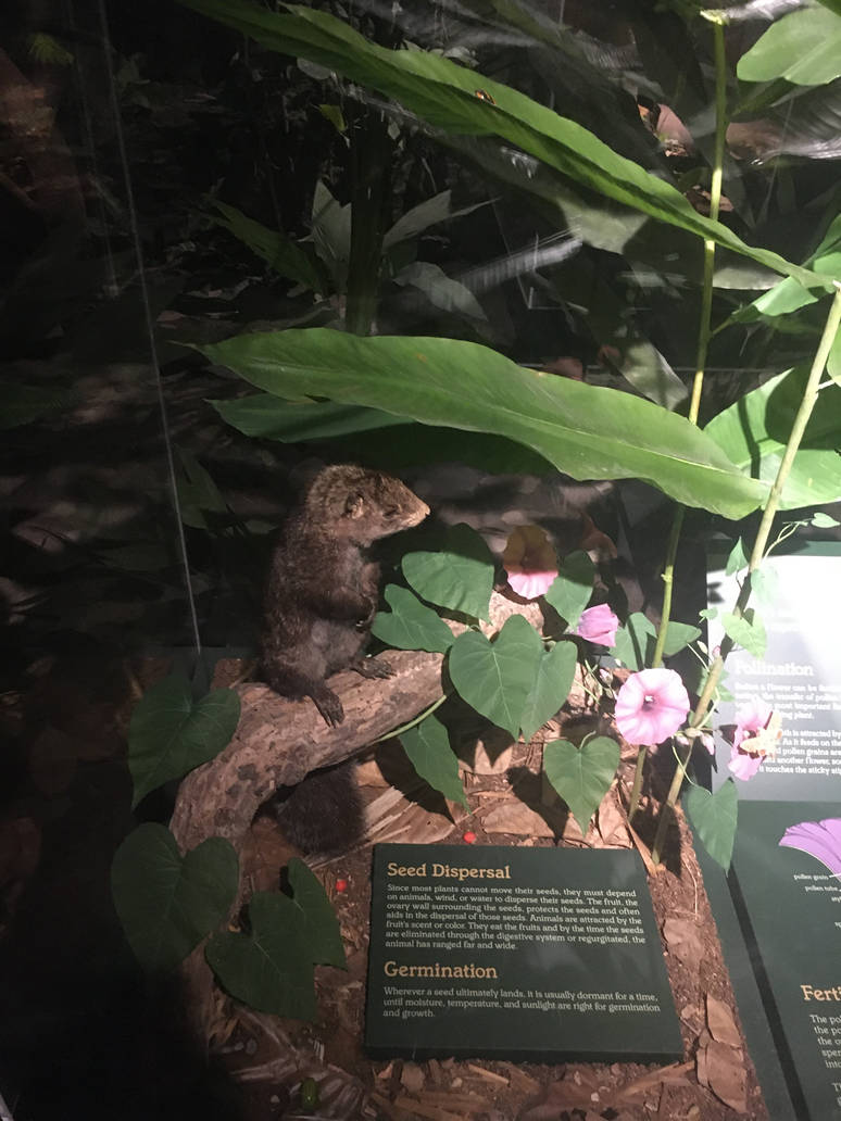 Milwaukee Public Museum - Rainforest - Squirrel Species ID?