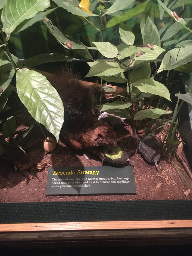 Milwaukee Public Museum - Rainforest - Squirrel Species ID?