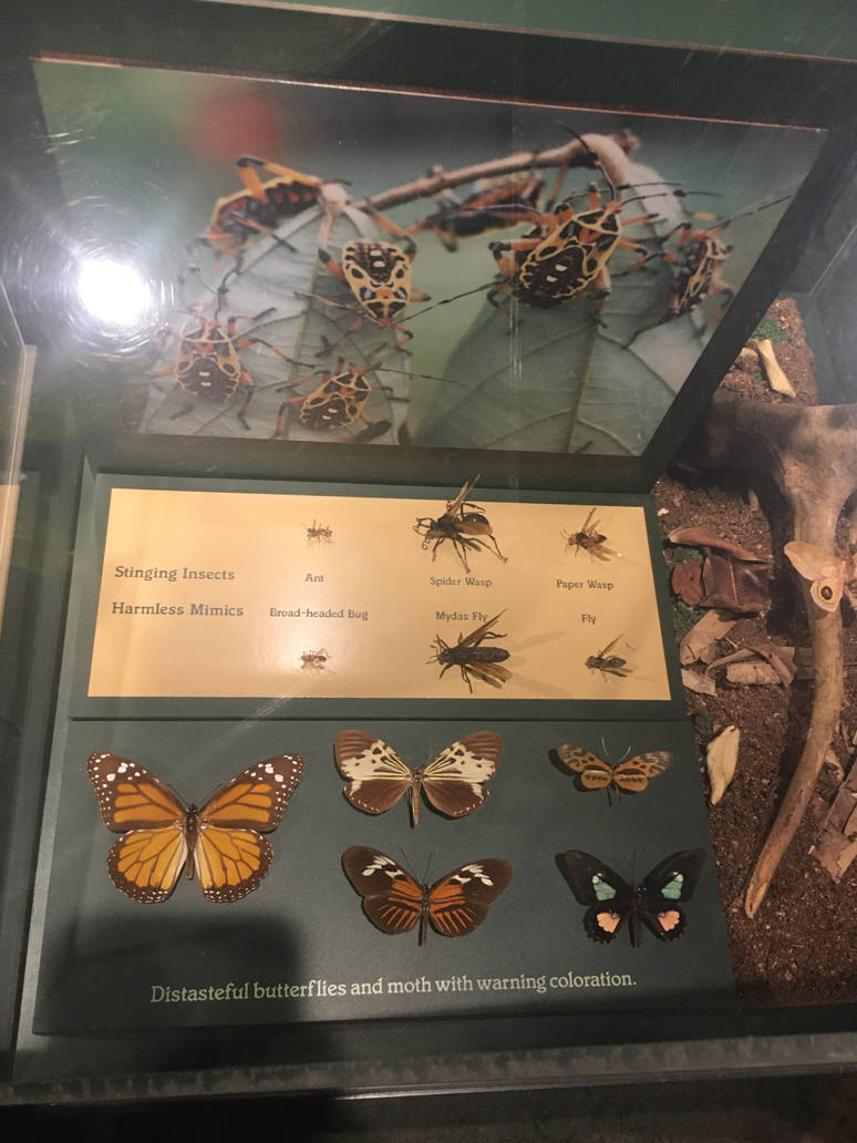 Milwaukee Public Museum - Rainforest - Stinging Insects and Distasteful Butterflies