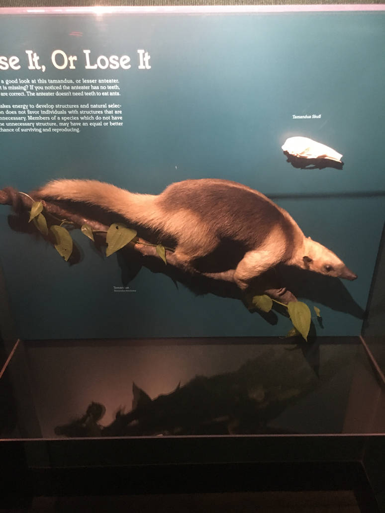 Milwaukee Public Museum - Rainforest - Tamandua