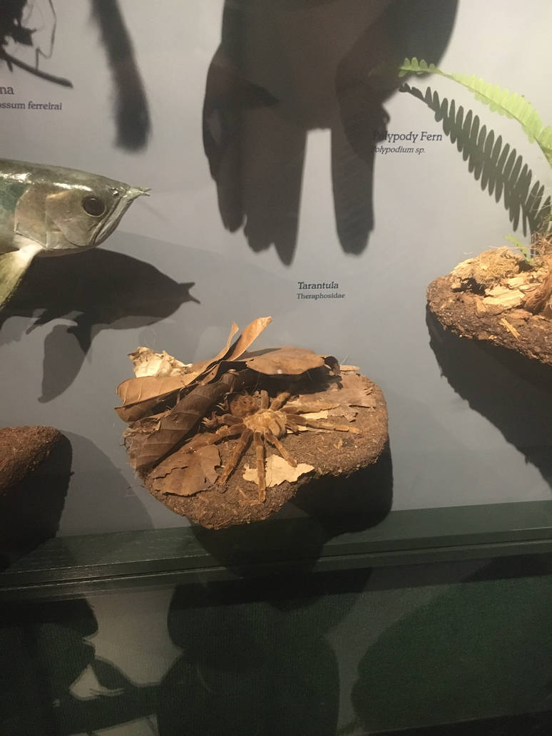 Milwaukee Public Museum - Rainforest - Tarantula