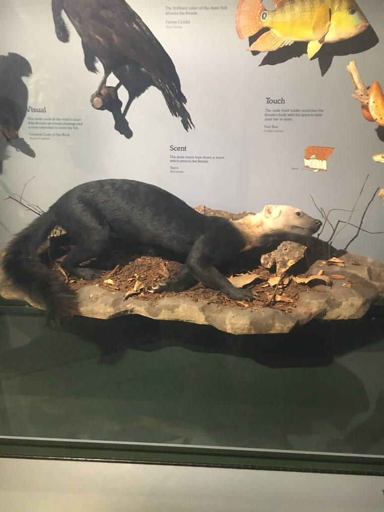 Milwaukee Public Museum - Rainforest - Tayra