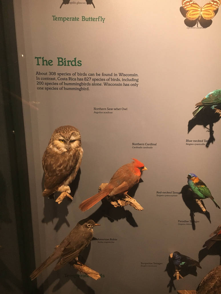 Milwaukee Public Museum - Rainforest - Temperate Birds