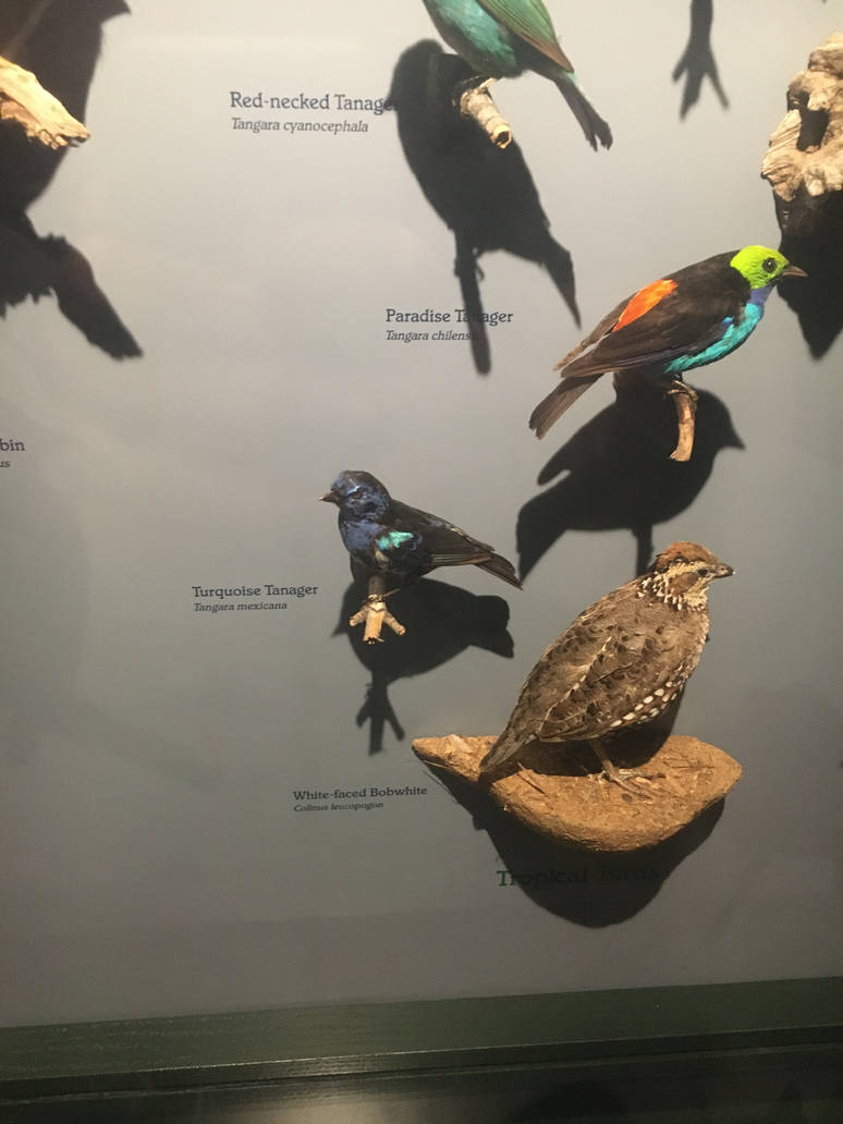 Milwaukee Public Museum - Rainforest - Tropical Birds