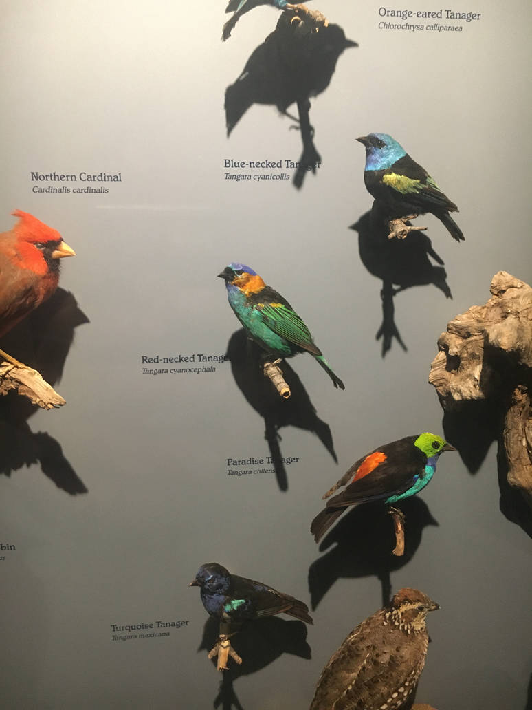 Milwaukee Public Museum - Rainforest - Tropical Birds