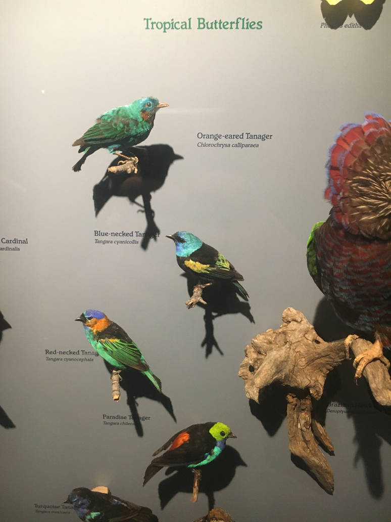 Milwaukee Public Museum - Rainforest - Tropical Birds