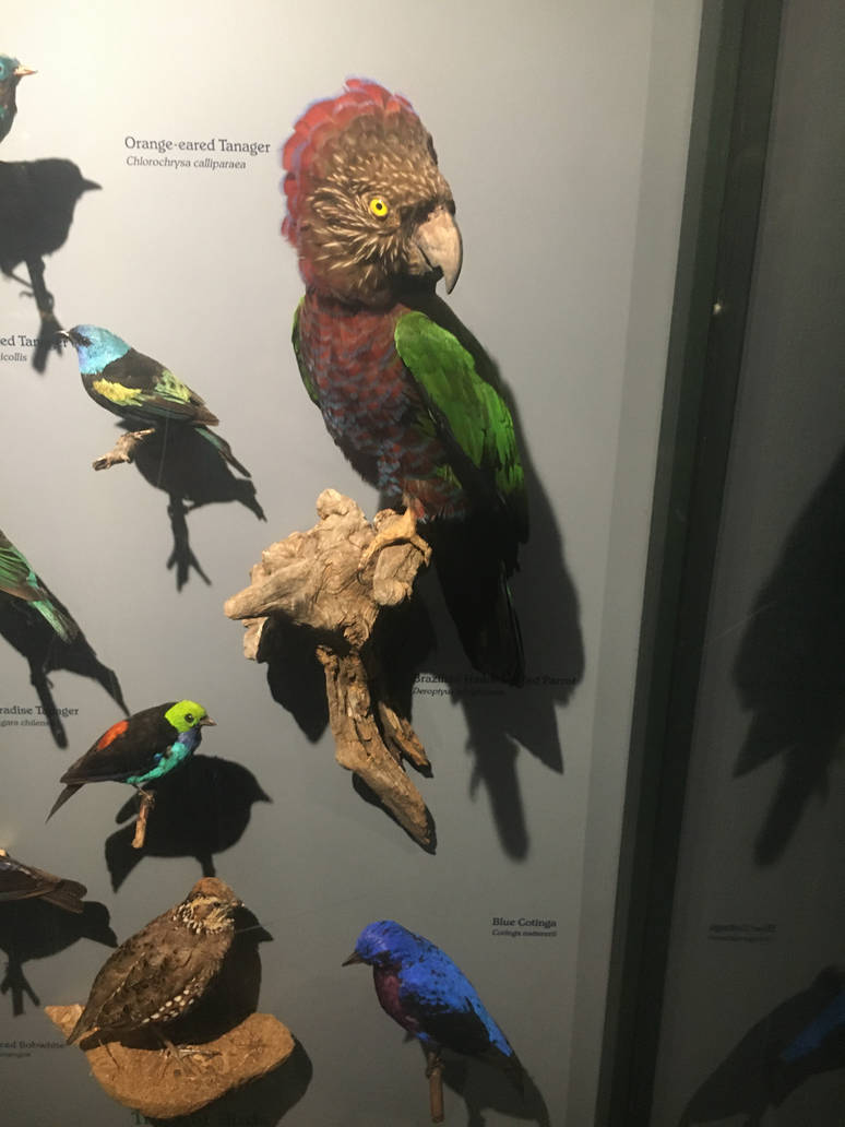 Milwaukee Public Museum - Rainforest - Tropical Birds