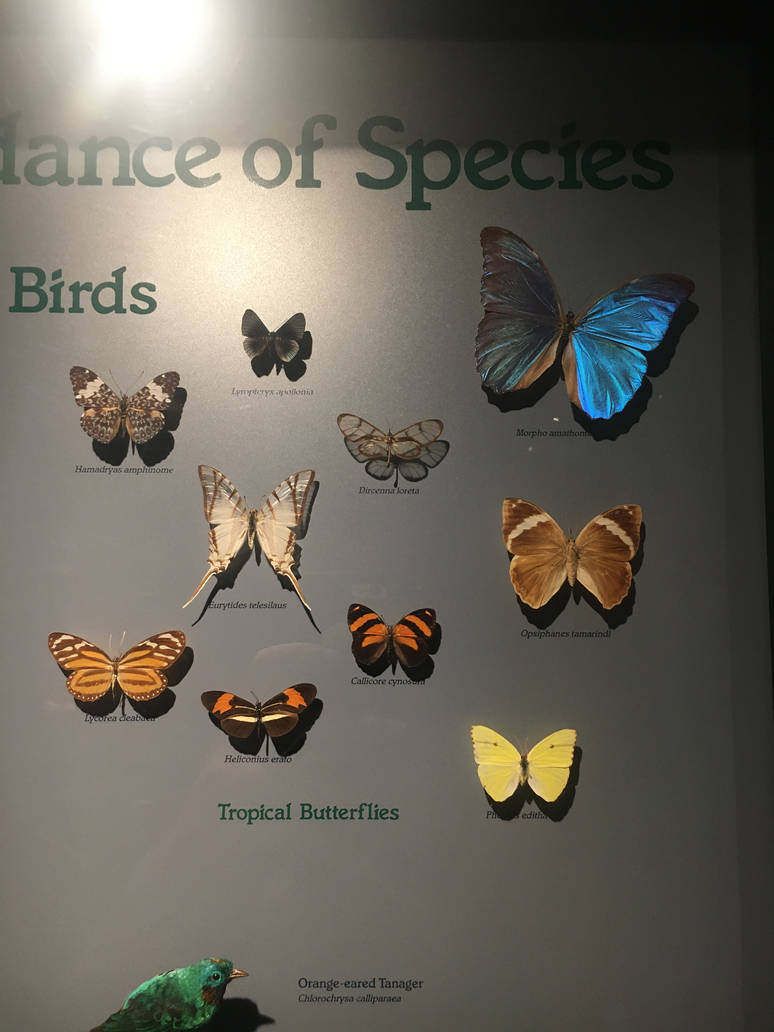 Milwaukee Public Museum - Rainforest - Tropical Butterflies