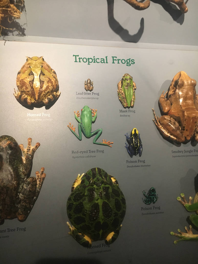 Milwaukee Public Museum - Rainforest - Tropical Frogs