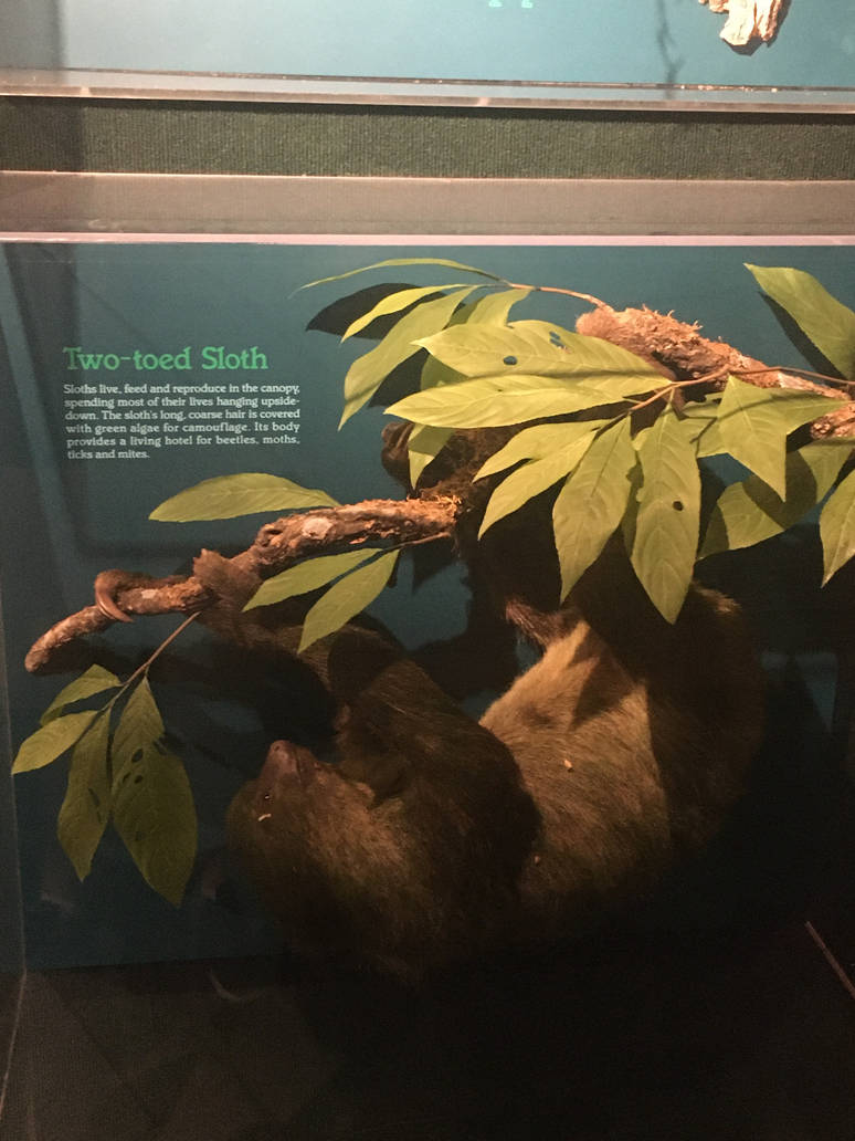 Milwaukee Public Museum - Rainforest - Two-Toed Sloth