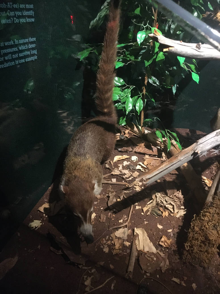 Milwaukee Public Museum - Rainforest - White-Nosed Coati
