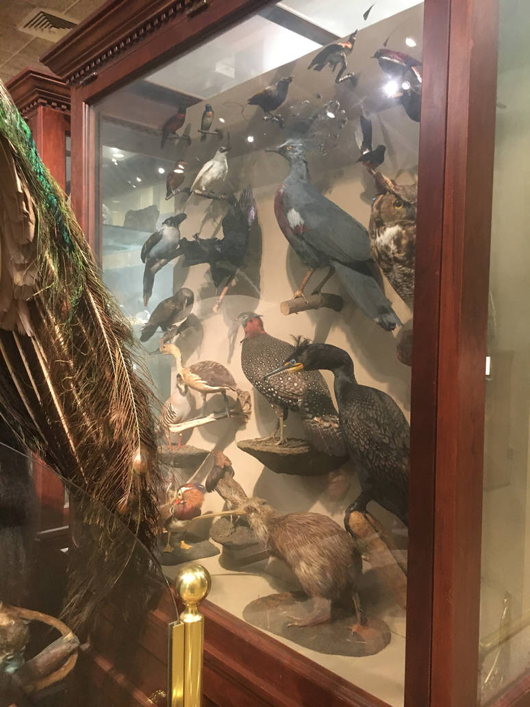 Milwaukee Public Museum - Sense of Wonder - Bird Display Case Back