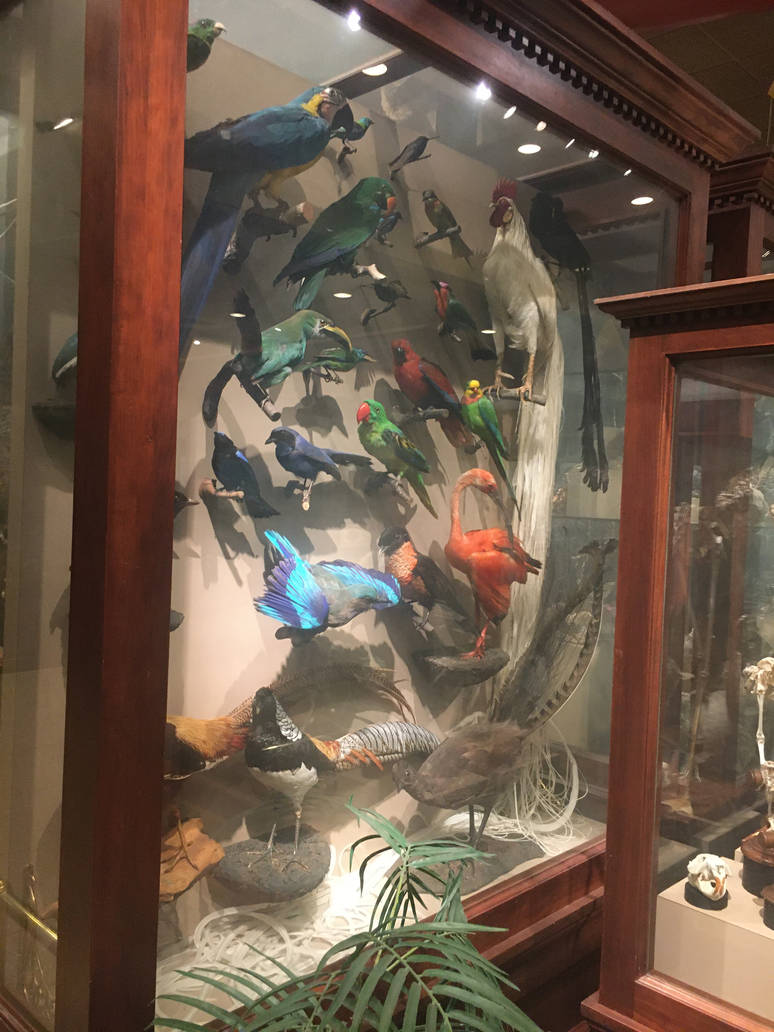 Milwaukee Public Museum - Sense of Wonder - Bird Display Case Front