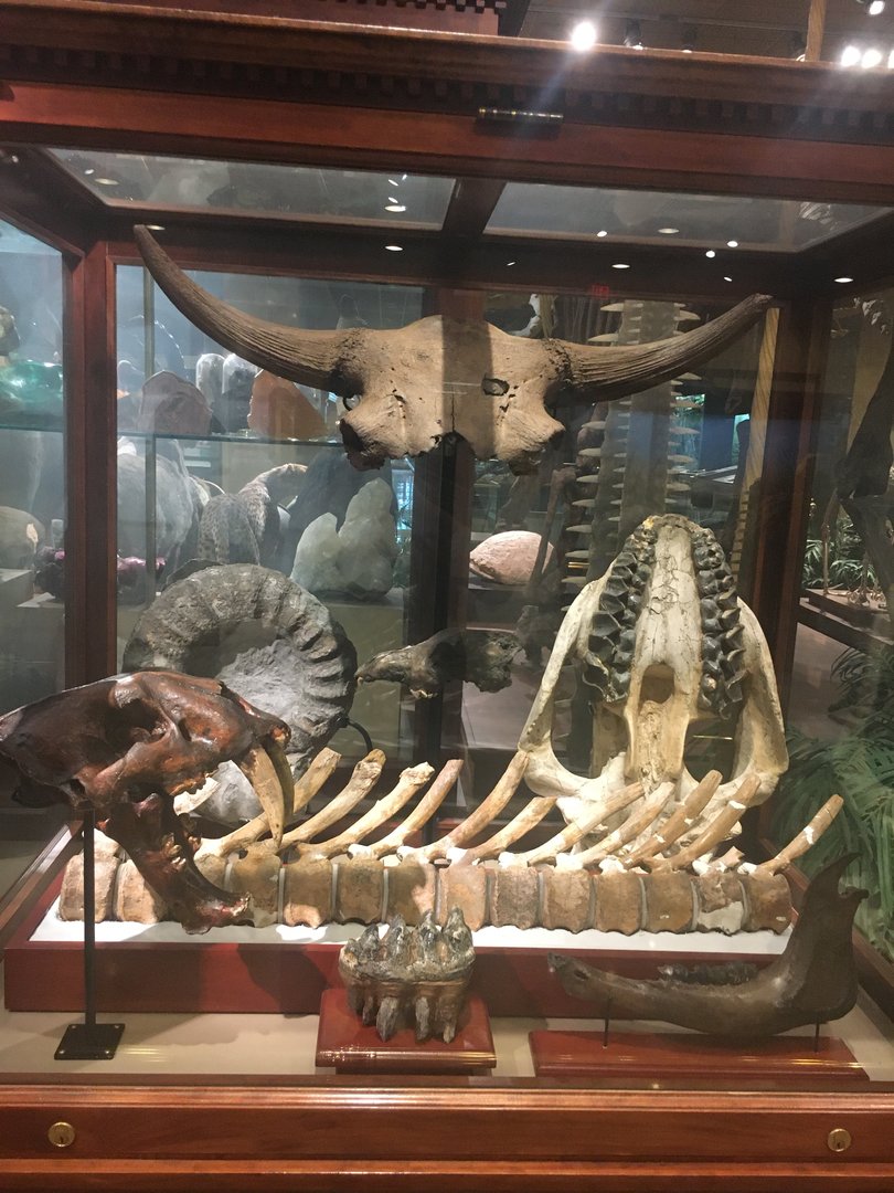 Milwaukee Public Museum - Sense of Wonder - Fossil Display Case