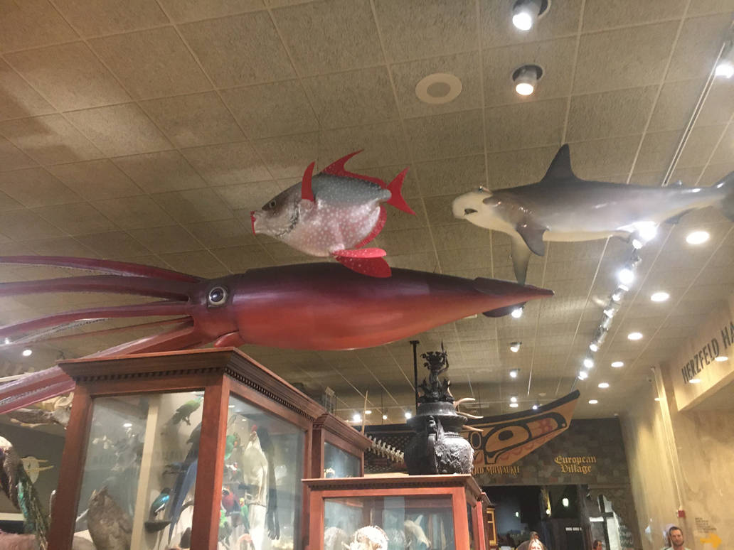 Milwaukee Public Museum - Sense of Wonder - Giant Squid, Opah, and Hammerhead Shark