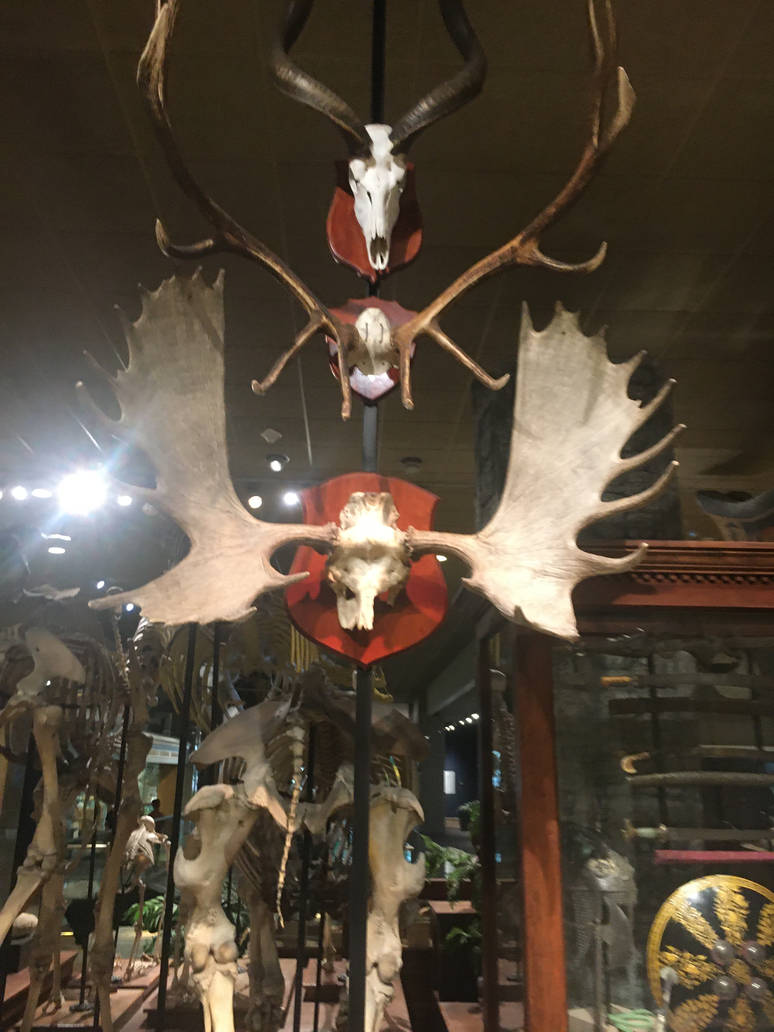 Milwaukee Public Museum - Sense of Wonder - Horns