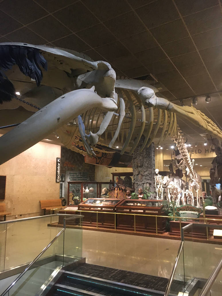 Milwaukee Public Museum - Sense of Wonder - Humpback Whale Skeleton