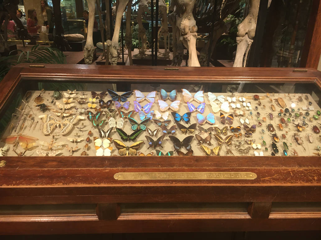 Milwaukee Public Museum - Sense of Wonder - Insect Display Case