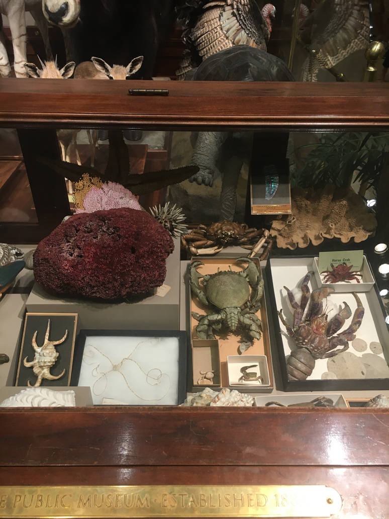 Milwaukee Public Museum - Sense of Wonder - More Ocean Invertebrates