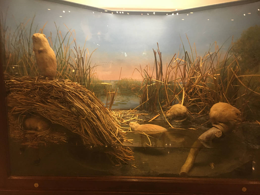Milwaukee Public Museum - Sense of Wonder - Muskrat Diorama