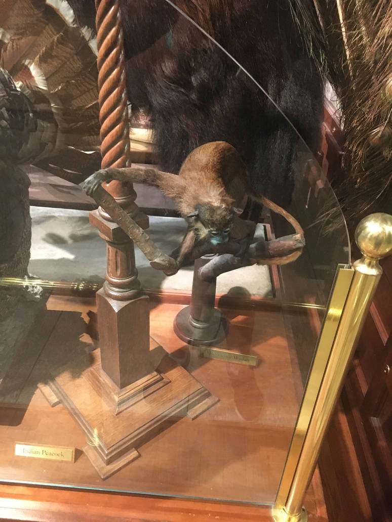 Milwaukee Public Museum - Sense of Wonder - Mustached Guenon