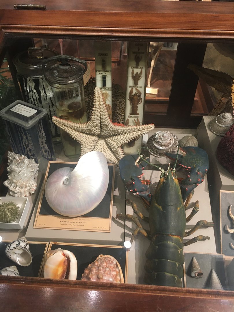 Milwaukee Public Museum - Sense of Wonder - Ocean Invertebrates