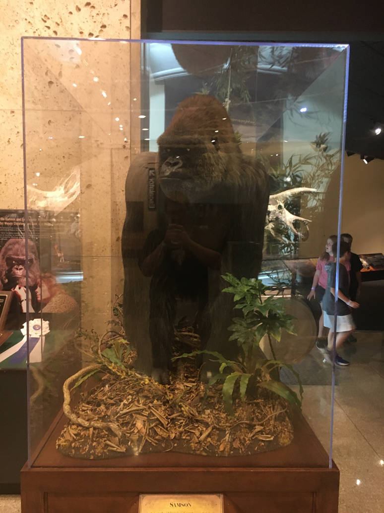 Milwaukee Public Museum - Sense of Wonder - Samson