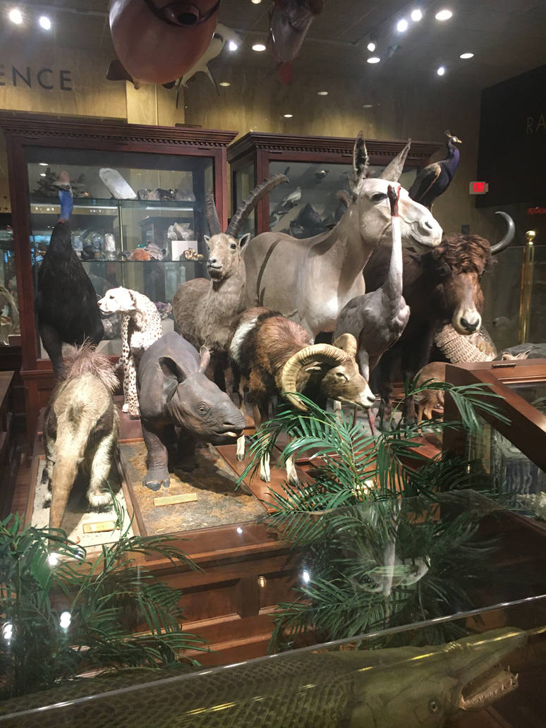 Milwaukee Public Museum - Sense of Wonder - Taxidermy Animals