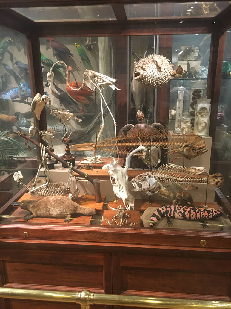 Milwaukee Public Museum - Sense of Wonder - Vertebrate Display Case