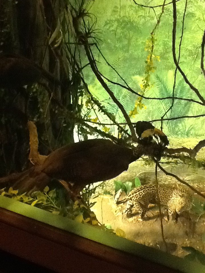 Milwaukee Public Museum - South America - Curassow in Jaguar Diorama
