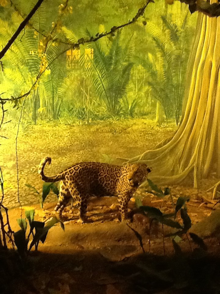 Milwaukee Public Museum - South America - Jaguar Diorama