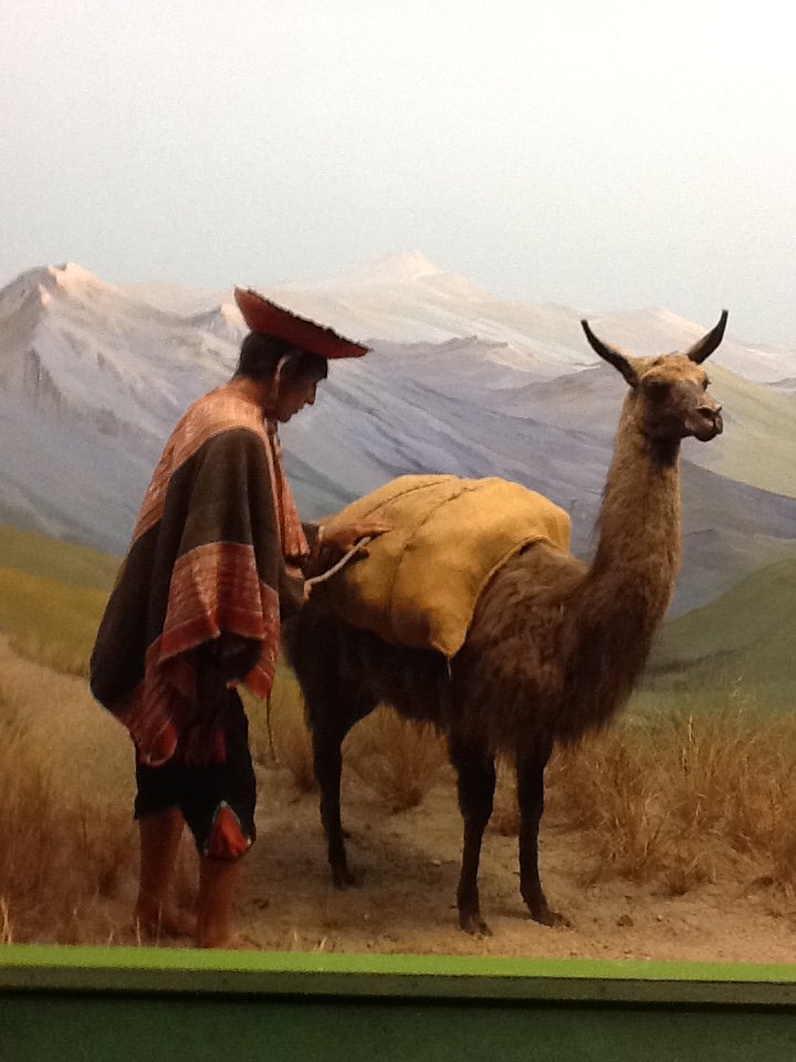 Milwaukee Public Museum - South America - Llama Diorama
