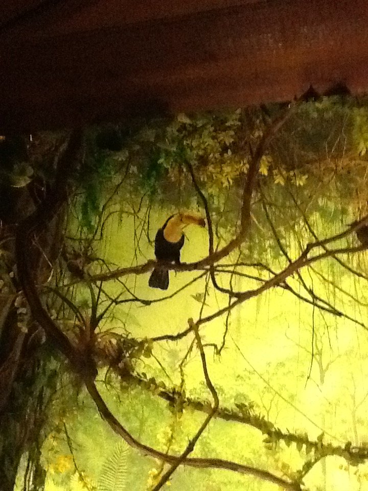 Milwaukee Public Museum - South America - Toucan in Jaguar Diorama