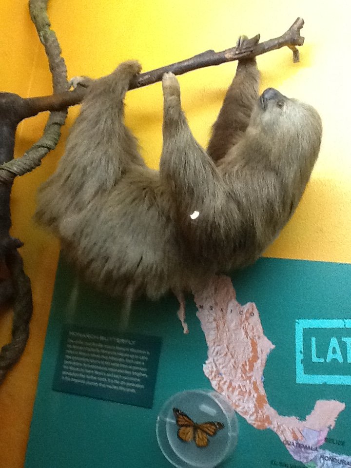 Milwaukee Public Museum - South America - Two-Toed Sloth